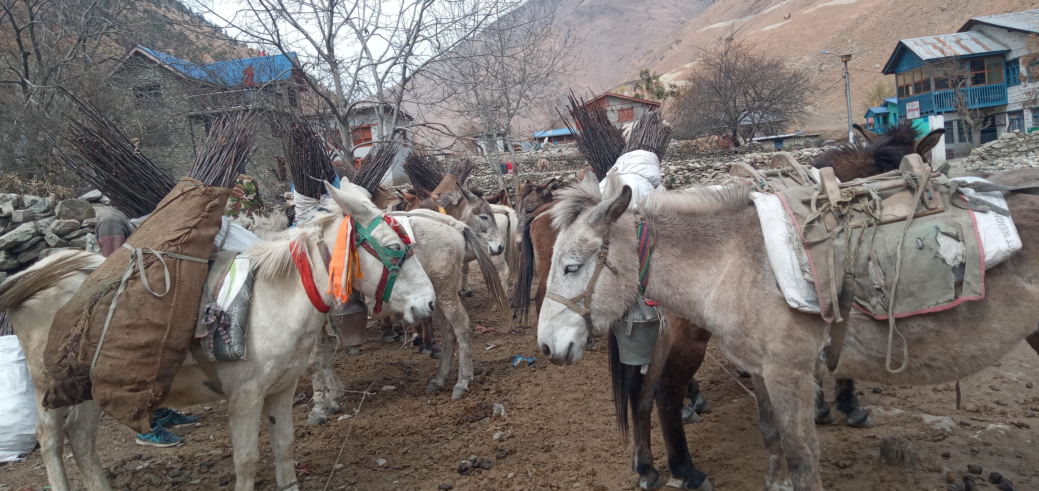 स्याउ ब्लक निर्माणको लागि स्याउका विरुवाहरु घोडा मार्फत ढुवानी गरिदै।