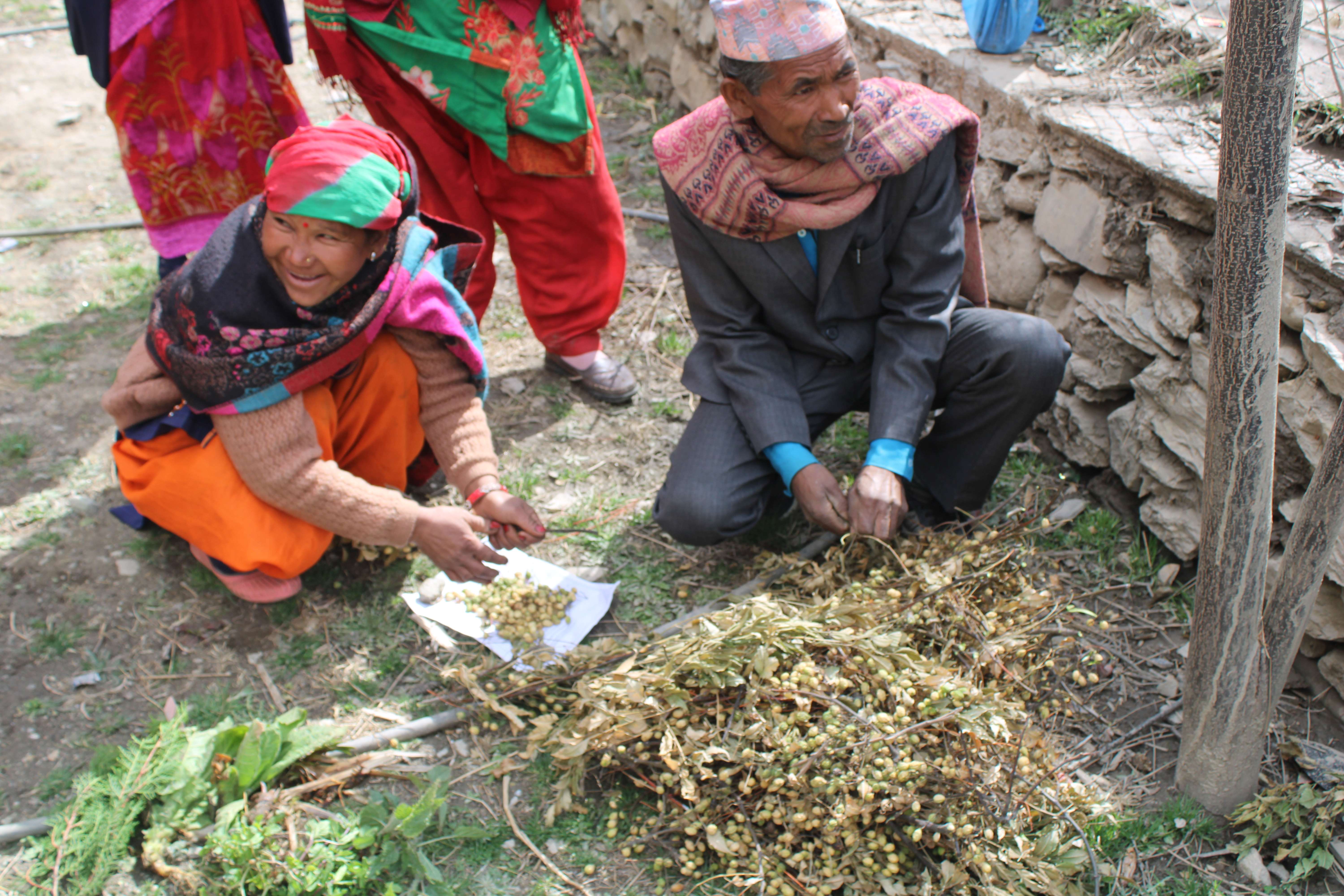 कृषाणिक कृषि सम्बन्धि ३ दिने तालिममा किसानहरूद्वारा बीज कर्नेल एकसात्रै बनाउदैछ।